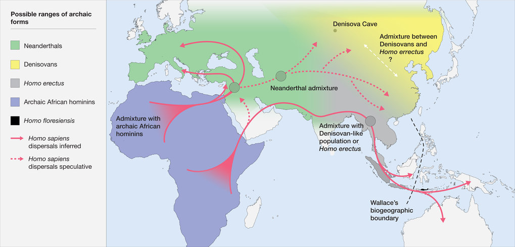 Map of the potential distribution of archaic hominins, including <em>H. erectus</em>, <em>H. floresiensis</em>, <em>H. neanderthalenesis</em>, Denisovans and archaic African hominins, in the Old World at the time of the evolution and dispersal of <em>H. sapiens</em> between approximately 300 and 60 thousand years ago