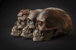 <p>Drei ca. 31.000 Jahre alte Schädel aus DolniVěstonice im heutigen Tschechien. Alle in der Studie analysierten Proben der folgenden 5000 Jahre – egal ob aus Beligen, Tschechien, Österreich oder Italien – waren eng verwandt. Dies lässt auf eine Expansion der Bevölkerungsgruppe schließen, die mit der Gravettien-Kultur assoziiert wird.</p>