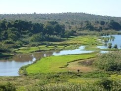 Madagascar rice fields