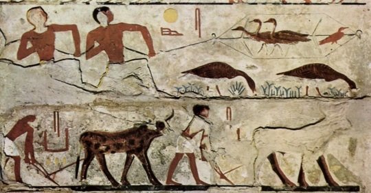 Humans have had an impact on ecological systems for several thousands years - for example through hunting, agriculture, and the domestication of animals. This relief in the burial chamber of Nefermaat I shows the hunting of game birds (geese) and plowing of a field with cattle in Ancient Egypt about 2,500 BC.