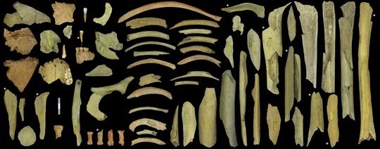 The highly fragmented Neandertal assemblage from the Troisième caverne of Goyet represents at least five individuals. Those with an asterisk were directly dated to 40,500–45,500 years ago. Scale = 3 cm.