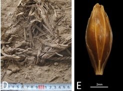 <p>Dank der extremen Trockenheit der judäischen Wüste ist pflanzliches Material außerordentlich gut erhalten | Rechts: Aufnahme eines in der Yoram-Höhle gefundenen Gerstenkorns.</p>