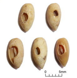 Shell beads from the Iron Age levels at Kuumbi Cave;<br /><br />