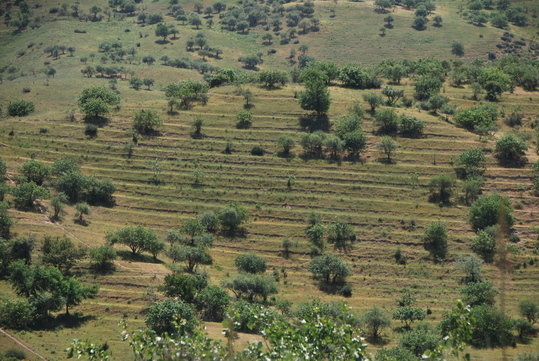 A modern Pistachio plantation in the Pamir Mountains of Uzbekistan, photo taken in 2013. The wild progenitor of our modern pistachio was one of the dominant species in the ancient fruit and nut forests that once covered the foothills of Inner Asia.