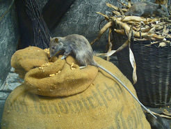 The black rat, or “ship rat” (<em>Rattus rattus</em>), has found an advantage in sharing housing, food, and transportation with human societies over the past several millennia.