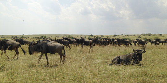 Wildebeest in Masai Mara during northward July migration in 2014.