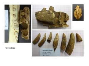 <span style="font-size: small;"><span style="background-color: #ffffff;">Elements from a now extinct or extirpated crocodile species excavated from the Makangale Cave site (Pango la Kijiji Makangale) in 2016</span></span>