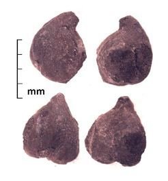 Four views of a Chickpea (<em>Cicer arietinum</em>) from the ancient Silk Road urban center of Tashbulak (ca. A.D. 1100), in the mountains of Uzbekistan. Archaeobotanical studies at Tashbulak were led by Robert Spengler and excavations were directed by Farhad Maqsud and Michael Frachetti.