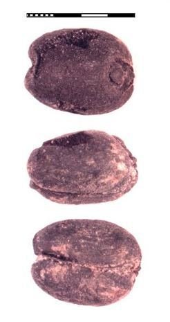 Three views of a free-threshing wheat (<em>Triticum aestivum</em>) grain from the late first millennium B.C. settlement of Tuzusai in southern Kazakhstan. Archaeobotanical studies at Tuzusai were led by Robert Spengler and excavations were directed by Claudia Chang.