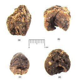 Four broomcorn millet grains from the earliest layers at the Begash site in eastern Kazakhstan dating to roughly 2200 cal B.C., image published in Frachetti et al. (2010) Antiquity 84:993-1010.