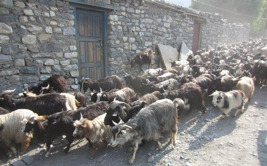 Goats are an important source of milk, meat, and fiber in marginal environments. After a full day of grazing, a local herder drives his goats into the walled city of Lo Manthang in Upper Mustang, Nepal.