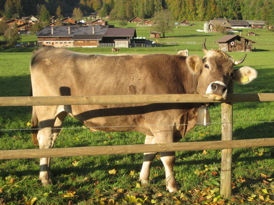 Photo credit: Christina Warinner Cattle dairying shaped the evolution of the human lactase gene in Europe.