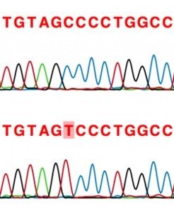 <p>Genetic sequence obtained from a medieval skeleton in Germany. A thymine (T) at the highlighted position (-13910) results in continued lactase production during adulthood and enables the digestion of fresh dairy products. A cytosine (C) at this position results in lactase production being turned off after weaning and is a major risk factor for adult lactose intolerance. Current evidence suggests that the T-13910 allele is absent among the earliest European farmers and only rose to high frequency within the past 5,000 years.</p>