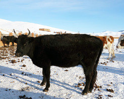 Dairy cattle in Mongolia. Ruminant dairying has long been an important component of central Asian subsistence.