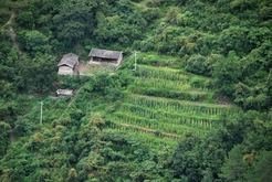 Traditional Naxi farm in a clearing in the bamboo thickets in the mountains of northern Yunnan, China, photo taken by Spengler in 2011.