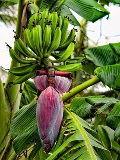 A banana flower: Banana is major source of nutrition in the tropics but its history is poorly known.