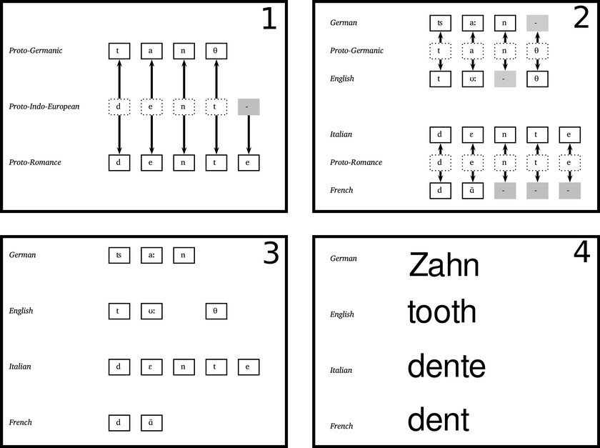 <p>Algorithms search huge datasets in order to determine the relationship among the languages spoken today. Even the comparison of individual words may give us hints about the past of our languages, as shown in the example, where the development of the word "tooth" in different Indo-European languages is displayed.</p>