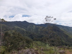 <span style="font-size: 10.0pt; font-family: 'Tahoma','sans-serif'; color: black;">Montane rainforest in the Central Highlands of New Guinea</span>