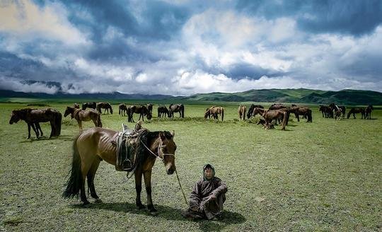 Mongolian horse herder
