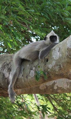 Grey langur (<em>Semnopithecus entellus priam</em>) in the Polonnaruwa Nature Sanctuary