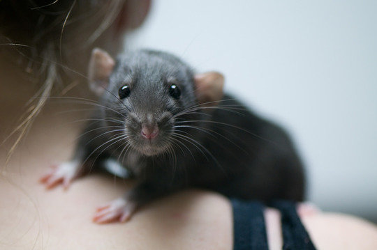 Black rat, <em>Rattus rattus. </em>