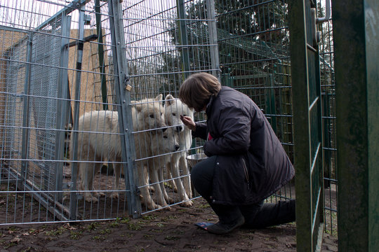 The study uses food rewards to investigate how pairs of wolves cooperate.