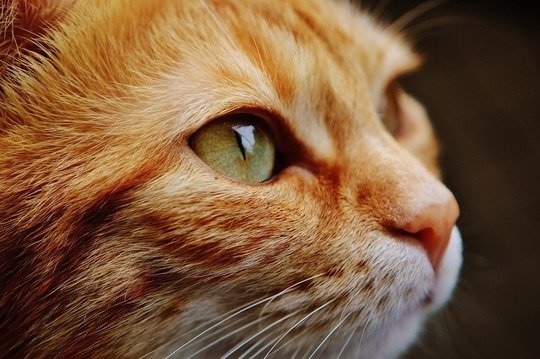 The tabby pattern was a recent development in domestic cats, arising between 500 AD to 1300 AD in the Ottoman Empire.