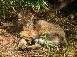 African Wildcat (<em>F. s. lybica</em>) at the Johannesburg Zoo, South Africa.
