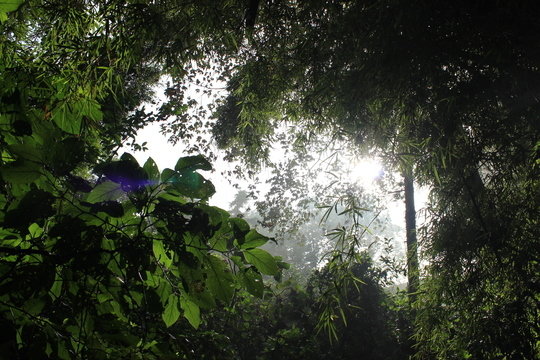 View from the canopy floor in the Cloud Forest Sanctuary, Xalapa, Mexico - Despite previous notions of tropical forests as “green deserts” not suitable for human habitation it is now clear that human occupation and modification of these habitats occurred as far back as 45,000 years ago. As our species expanded into these settings beyond Africa, they burnt vegetation to maintain resources patches and practiced specialized, sustainable hunting of select animals such as primates.