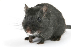Black rats first arrived in eastern Africa from Asia in the 7<sup>th</sup>-8<sup>th</sup> centuries AD. They likely came as stowaways on trade ships from other parts of the Indian Ocean.