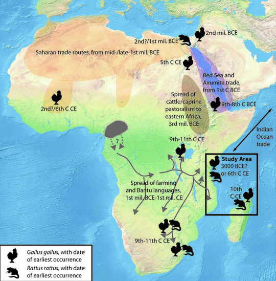 Photo credit: Prendergast M et al. (2017) Reconstructing Asian faunal introductions to eastern Africa from multi-proxy biomolecular and archaeological datasets. PLOS ONE (forthcoming). <p>Map showing the findings of this study (black box) and the context of arrivals and spread of Asian fauna in other parts of Africa.</p>