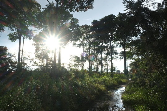 Disturbed tropical rainforest in the Amazon.