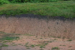 An example of <em>terra preta</em> soils in the Amazon. These soils represent the past living floors and forest management of pre-colonial farmers.
