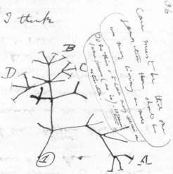<p>This is Charles Darwin's first sketch of an evolutionary tree of life (circa 1837), taken from his first notebook on transmutation of species, which is viewable at the Museum of Natural History in Manhattan, New York City.</p>