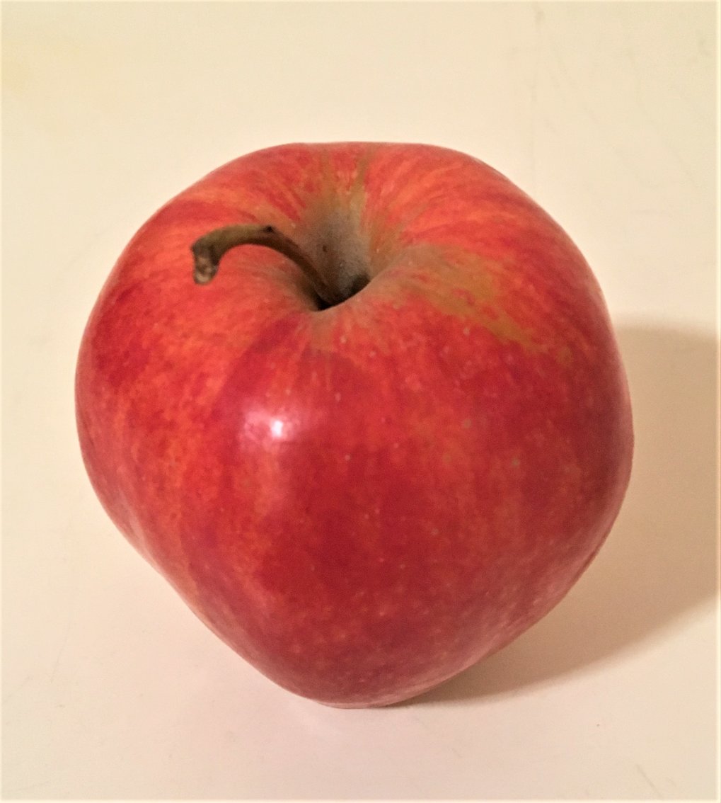 Apples were domesticated in southeastern Kazakhstan in the Tien Shan Mountains, but when the spread out of Central Asia along the Silk Road, they were brought into contact with wild crabapple species and hybridized, creating what we think of as the modern apple.