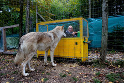 The study showed that wolves are able to make causal inferences about the location of hidden food, a long-open question.