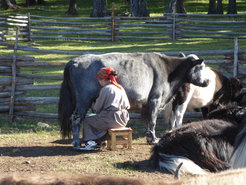 Cattle milking, Mongolia.