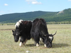 Grasende Wildyaks, Mongolei.