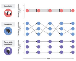 Schematic of the utilization of different numbers of food webs by generalist and specialist populations, and the proposed unique human ecological niche of ‘generalist specialist’.
