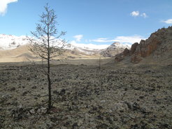 Ein einsamer Baum in der Mongolei. Mongolische Sprachen werden als Teil der transeurasischen Sprachfamilie angesehen, die sich mit Türkisch und Tungusisch zu einem Cluster bildet.