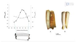 Example of sequential sampling and resulting data.