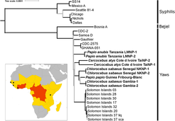 Phylogenomic analysis of nonhuman primate- and human-infecting Treponema pallidum strains.