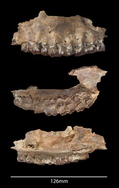 Mammal fossil recovered from the Ti’s al Ghadah site, Saudi Arabia