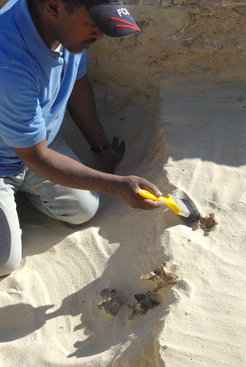 Excavation of mammal fossils at the Ti’s al Ghadah site, Saudi Arabia