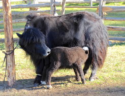 Many dairy livestock species, including cattle and yaks, were brought to Mongolia in prehistory.