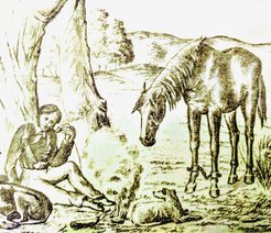 From Nicolas Brasch (2014) Horses in Australia: An Illustrated History.