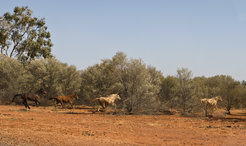 Brumbies are free-roaming feral horses in Australia.