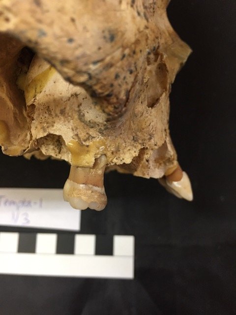 © Shevan Wilkin We specialize in the analysis of proteins extracted from a range of archaeological sources, including dental calculus.