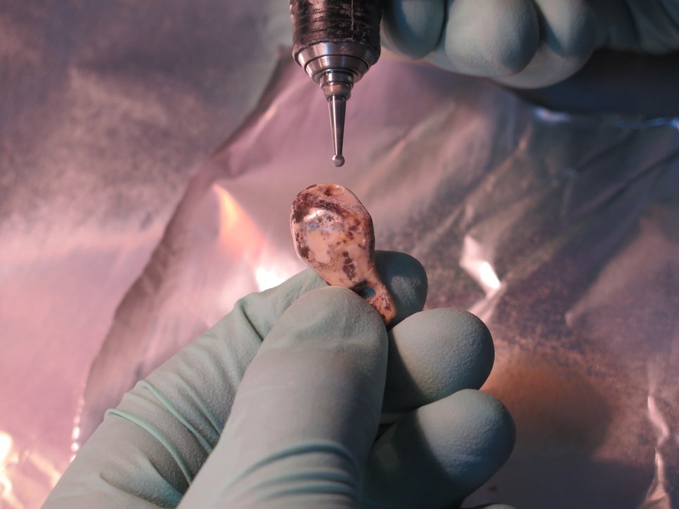 Initial Upper Palaeolithic pendant - made of elk tooth and pierced, probably for hanging around the neck or on a garment - being sampled.
