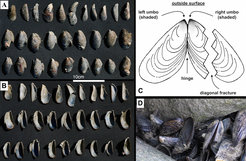 Mussel shell breakage patterns at the Bennett Slough Culverts site. (A) Outer and (B) inner faces of each valve; (C) drawing of the exterior of a mussel shell showing the typical sea otter breakage pattern (illustration by Neil Smith); (D) broken mussel shells in situ.